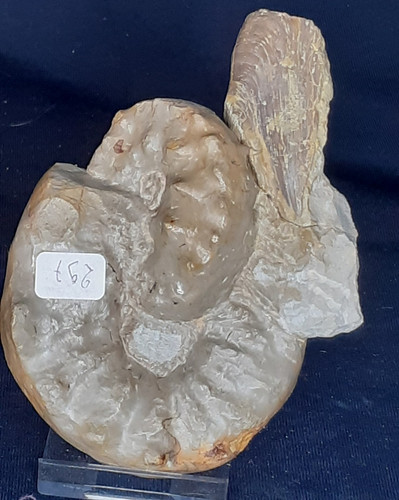 Ammoniten ceratites robustus - 2,