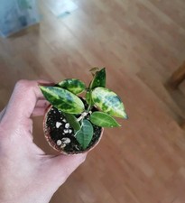 Hoya Lacunosa Amarillo Ableger 