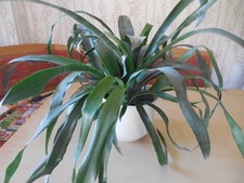 Zimmer pflanze blume - zimmer-pflanze/blume, bromelie
