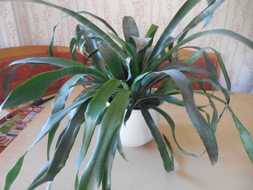 Zimmer pflanze blume bromelie - zimmer-pflanze/blume,