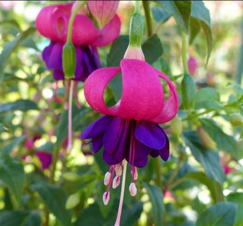 Fuchsien pflanze deltas - pflanze, "deltas