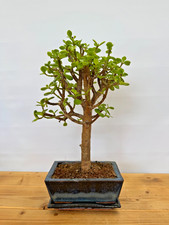 Zimmerbonsai Bonsai Jadebaum