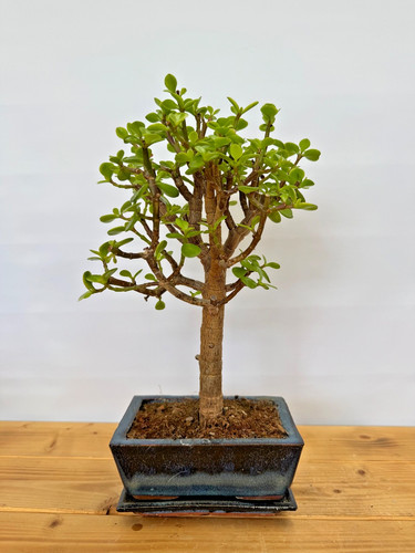 Zimmerbonsai bonsai jadebaum - bonsai,