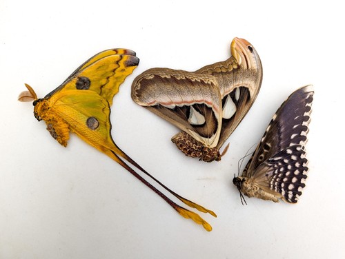 Entomologie taxidermie atlas - entomologie,