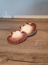 Jakobsmuscheln schale 14cm+