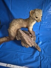 Marder Präparat Steinmarder auf Stamm