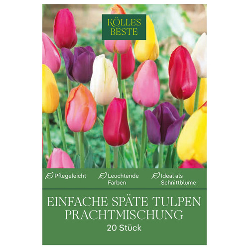 Einfache späte tulpen - späte,