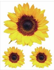 3 x Sonnenblume Aufkleber gross Hol dir den Sommer Car wetterfest Nr. 7823S