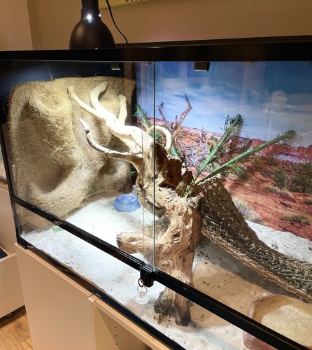 Terrarium verkaufen - terrarium,