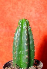Tr. cereus pachanoi 7,5 cm groß Kaktus