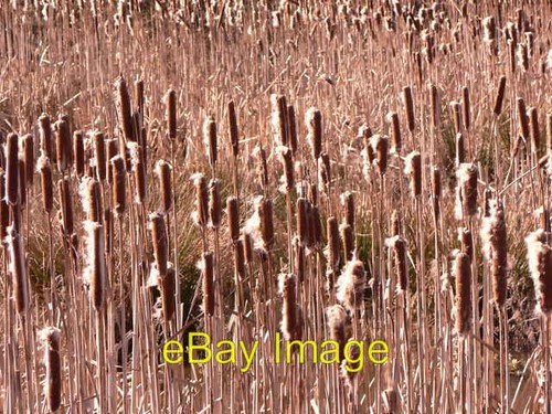 Foto 6x4 große schilfkolben - 6x4,