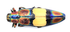 Buprestidae, Chrysochroa