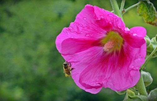 Stockrosen pink - stockrosen,