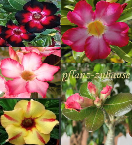 Adenium obesum samenmischung - adenium,