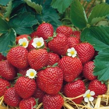 Erdbeere Sorte Korona