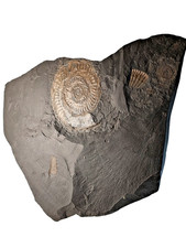 Schieferplatte mit Hildoceras