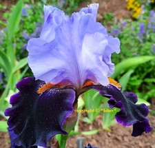 Hohe Schwertlilie *HABIT* Iris
