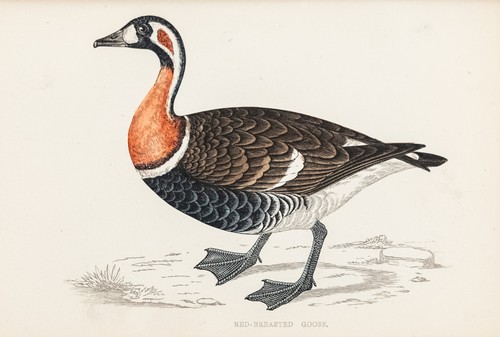 Rothalsgans gans original - gans,
