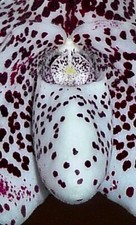 Paphiopedilum bellatulum Hybride NEW Orchidee Orchideen Frauenschuh