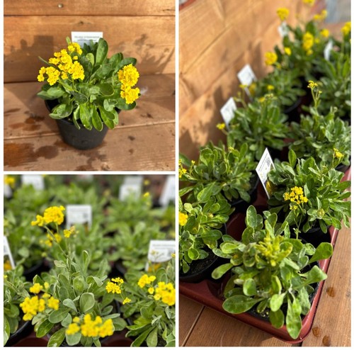 Felsensteinkresse alyssum - felsensteinkresse,,