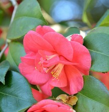 Kamelie Mary Williams 60-80cm