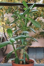 Geldbaum, Pfennigbaum, Crassula Ovata, ca. 30 cm, pflegeleich, kräftiger Wuchs