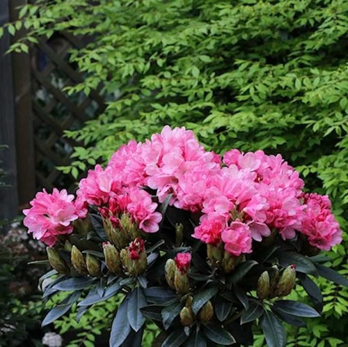 Hochstamm rhododendron clivia - rhododendron,