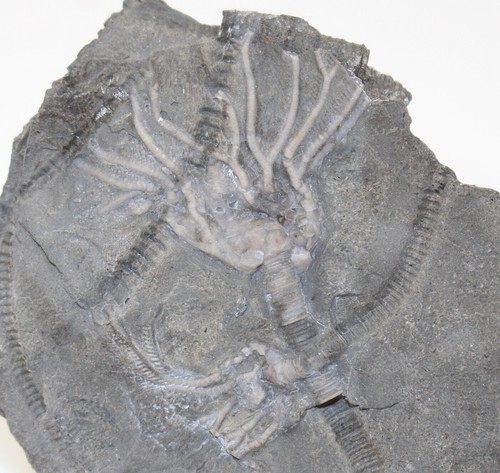 Crinoide glyptocrinus - crinoide,,