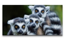 120x60cm Leinwandbild Lemuren
