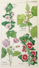 DIETRICH Malven Malva Flora Universalis Original Lithografie 1850