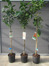 Citrus sinensis echte Orange Apfelsine Pflanze 140-160cm Zitrus Orangenbaum