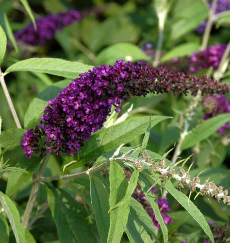 Sommerflieder black knight - sommerflieder,