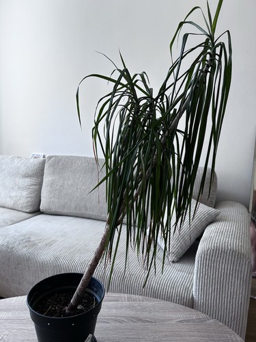 Drachenbaum - , (dracaena)