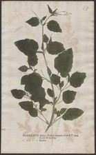 Boerhavia diffusa punarnava