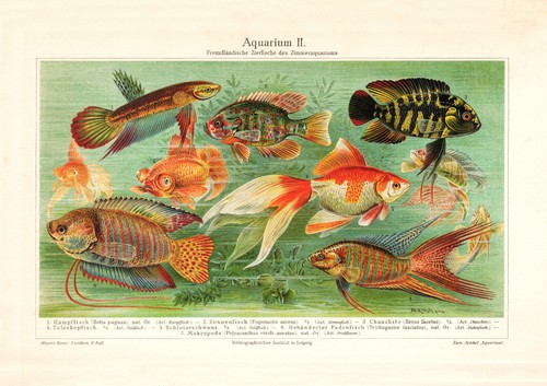 Aquarium zimmeraquarium - aquarium, ii.