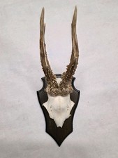 Rehbock Jagdtrophäe –
