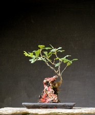 Bonsai outdoor winterhart