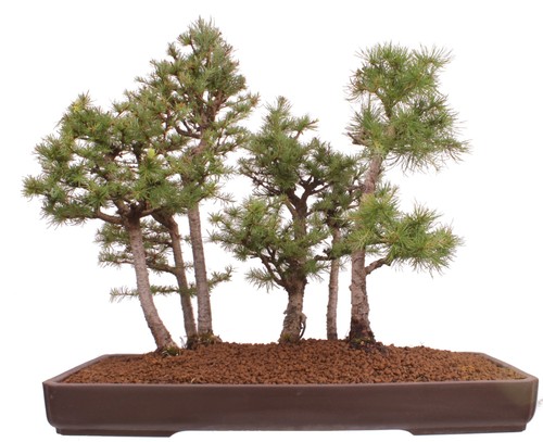 Bonsai larix kaempferi - larix,