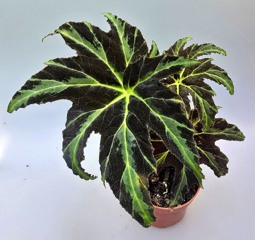 Schöne begonia draco mz0 - schöne,