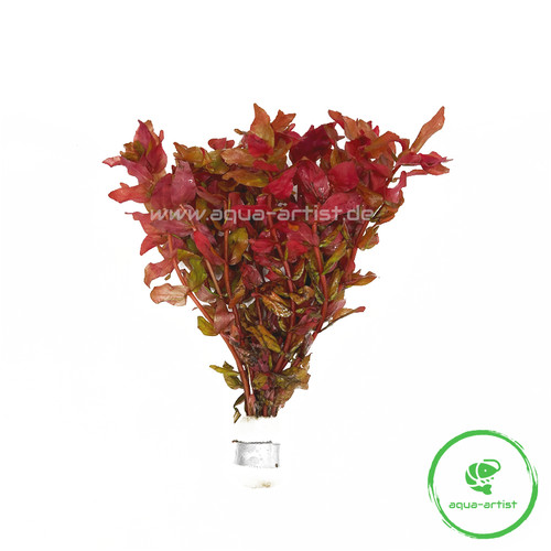 Rotala macrandra - , /