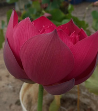 MO HONG Lotusblume Farbe