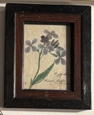 Antik. botan. Aquarell Oxalis