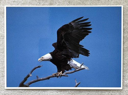 Postkarte amerikanischer - 1,