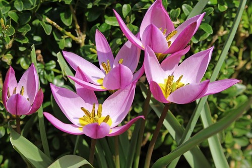 Wildtulpen rosa tulpenzwiebeln - rosa,