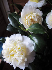 Camellia japonica Brushfield