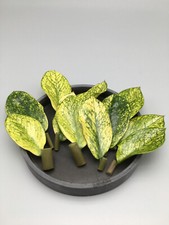 Zamioculcas Zamiifolia Chameleon variegata Stecklinge | Glücksfeder | ZZ Plant