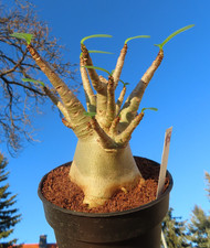 Adenium obesum Wüstenrose Caudex verzweigt Baobab Nr 150
