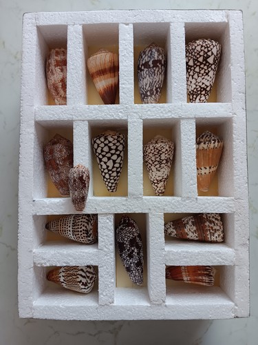 Alte conus kegelschnecken 14 - kegelschnecken,