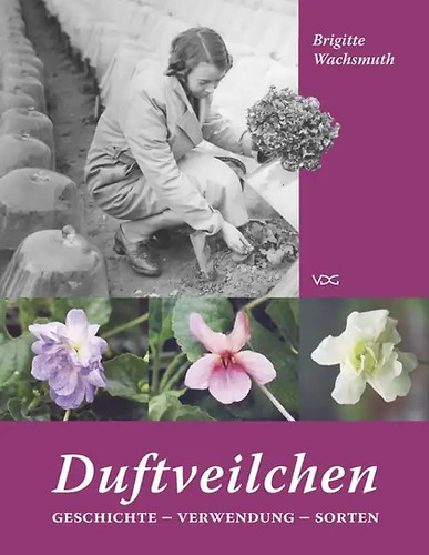 Duftveilchen