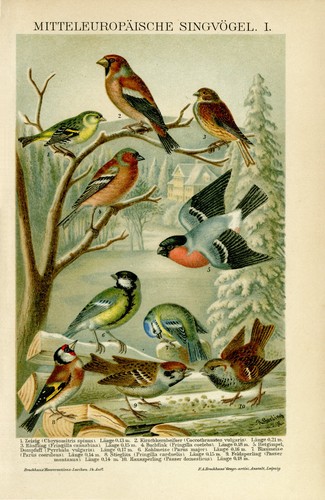 Singvögel zeisig hänfling - singvögel,